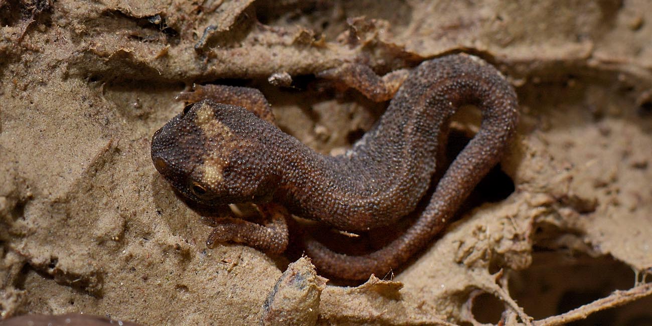 Salamandrina perspicillata? S, juv.